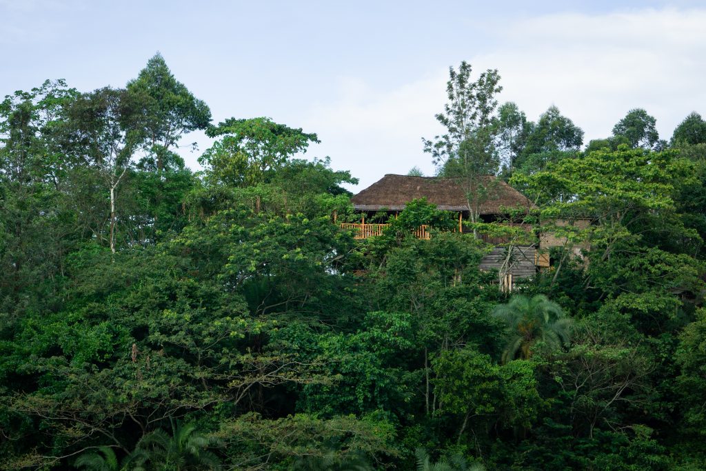 Nature coated canopy at Dave the Cave Ecolodge